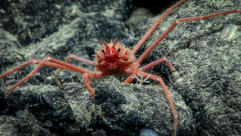 A small orange crab seen on Quinn Seamount during Dive 04 of the Seascape Alaska 5 expedition. This crab was observed actively crawling down the slope of exposed volcanic rocks.