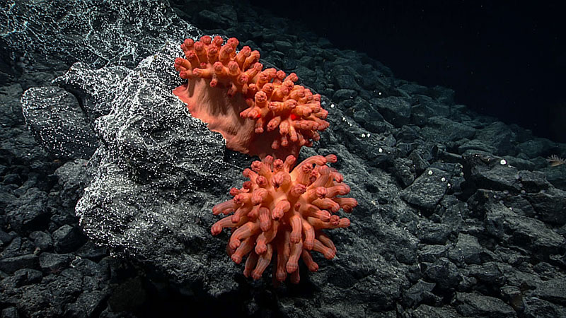 This large mushroom coral, observed with its tentacles retracted, may be a species new to science. The rock below the coral is covered with small white barnacles; a rock sample was collected to identify the barnacle. This image was taken on Quinn Seamount during Dive 04 of the Seascape Alaska 5 expedition.