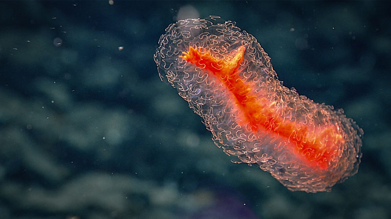 This neon orange siphonophore exhibited some incredible colors in its center and on the margins of its membranes during Dive 04 of the Seascape Alaska 5 expedition.