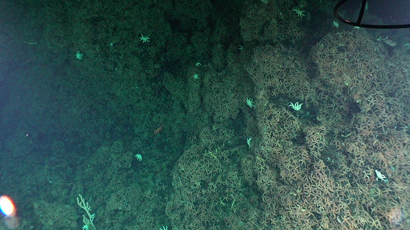 A view of the brittle stars carpeting the seafloor near the oxygen minimum zone at Surveyor Seamount during Dive 05 of the Seascape Alaska 5 expedition.
