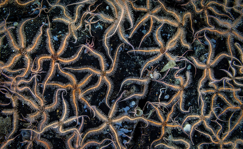 A close up shot of the brittle stars seen carpeting the seafloor during Dive 05 of the Seascape Alaska 5 Expedition, which took place at Surveyor Seamount.