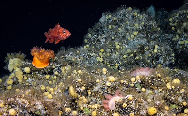 A red rockfish swims over basalt boulders covered in encrusting sponges and other invertebrates. A bright orange anemone can be seen to the left and two large, pink nudibranchs can be seen to the right. This scene was observed at the peak of a ridge on Surveyor Seamount during Dive 05 of the Seascape Alaska 5 expedition.