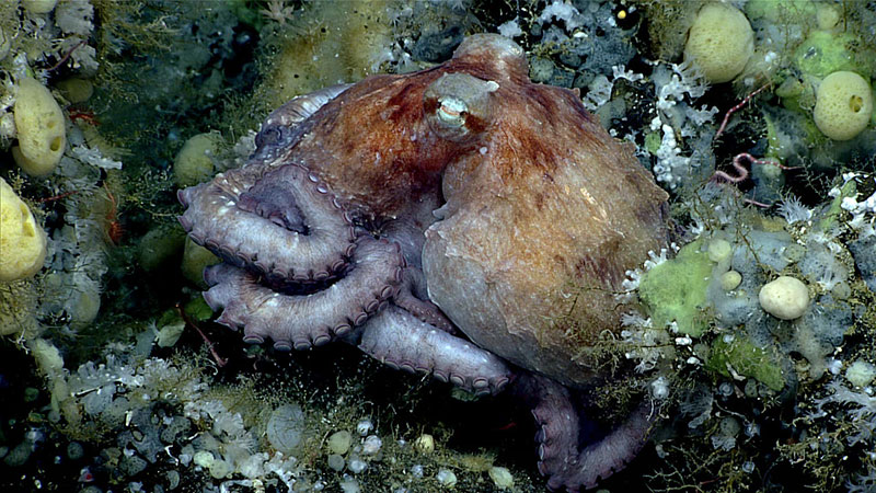This giant Pacific octopus (Enteroctopus dodleini) was thought to be sleeping as scientists observed it on Surveyor Seamount during Dive 05 of the Seascape Alaska 5 expedition. We saw this sleepy octopus, which was around the size of a football, shortly after we ascended above the oxygen minimum zone.