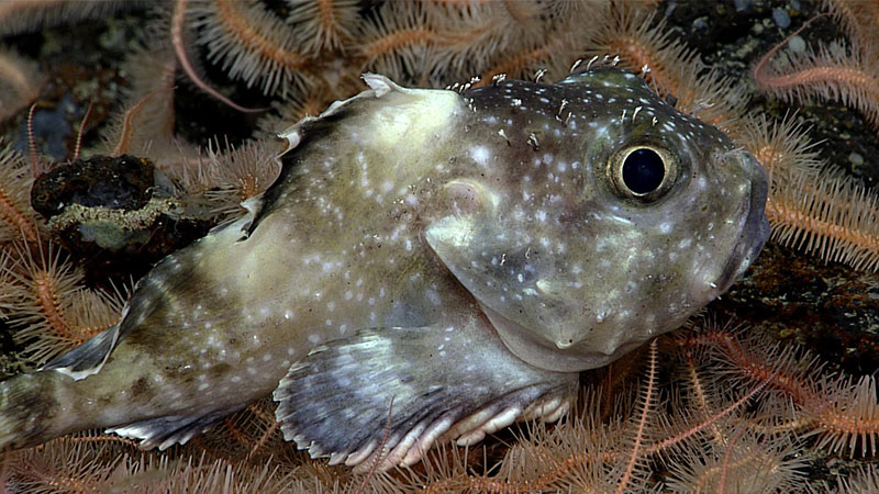 This darkfin sculpin seen during Dive 05 of the Seascape Alaska 5 expedition to Surveyor Seamount. It was observed sitting amongst a mat of brittle stars that were carpeting the basalt rock that made up the seafloor. 