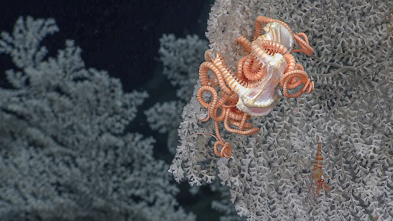 A close up of at least one basket star weaving its arms around a large white coral in the genus Parastenella, seen during Dive 06 of the Seascape Alaska 5 expedition.