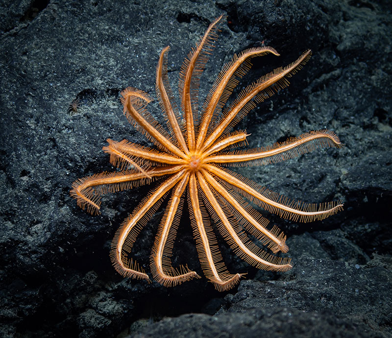 An orange brisingid attached to a basalt rock. This brisingid was seen during Dive 06 of the Seascape Alaska 5 expedition.