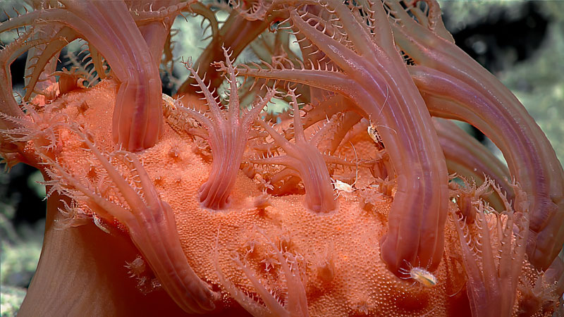 A close up of a mushroom coral with several associated isopods. Isopods are related to terrestrial pill bugs, also known as rolly-pollys, which many people are familiar with. This was seen during Dive 06 of the Seascape Alaska 5 expedition.