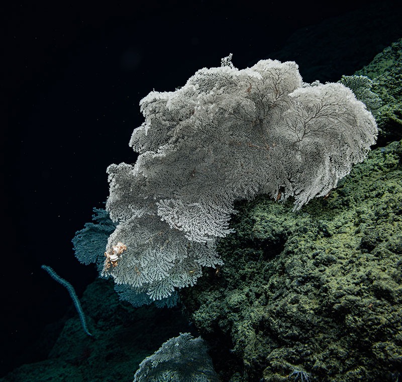 This large white coral (genus Parastenella) was seen supporting dozens of brittle stars and at least one basket star and shrimp. The coral was at least 50 centimeters (19.7 inches) in width. Scientists noted that all the corals in the area were facing the same direction, indicating a steady current. The scene was captured during Dive 06 of the Seascape Alaska 5 expedition.