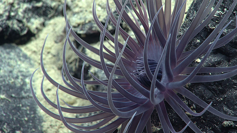 A deep purple sea anemone seen during Dive 07 of the Seascape Alaska 5 Expedition.