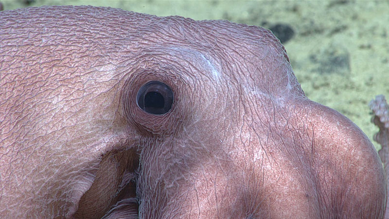 A close up of an octopus seen during Dive 07 of the Seascape Alaska 5 Expedition.