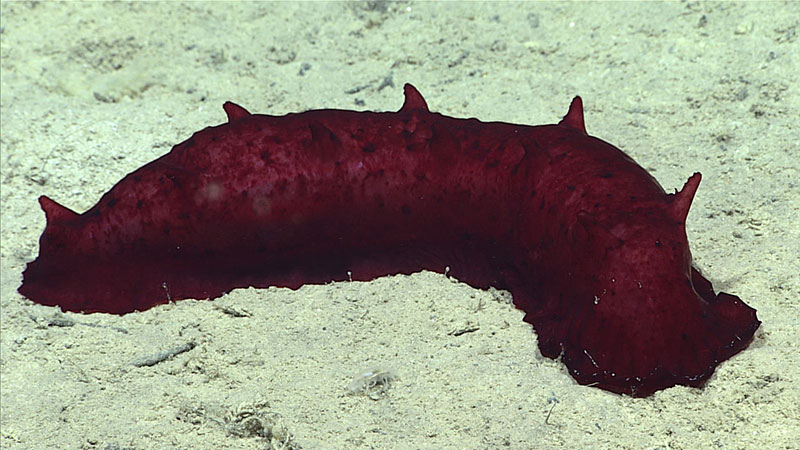 A sea cucumber seen on the soft sediment seafloor at Deep Discover Dome during Dive 07 of the Seascape Alaska 5 Expedition. This sea cucumber was observed slowly moving along the sediment at a depth of around 3,290 meters (~10,794 feet ) below the surface.