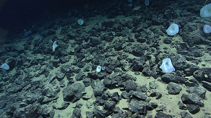 Large white sponges are seen amongst a rock field during Dive 07 of the Seascape Alaska 5 Expedition.