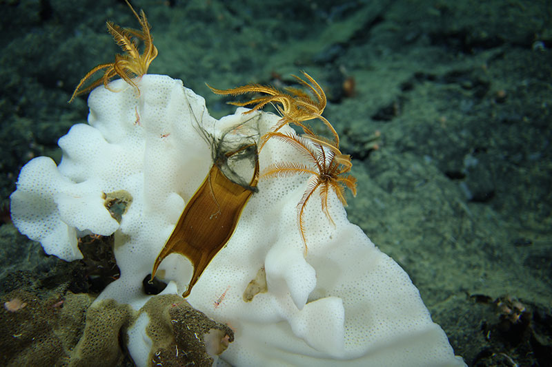 A deep-sea skate egg case attached to a white sponge by thin, black, thread-like fibers. The sponge also had a collection of crinoids, also known as feather stars, perched atop it as well. This was seen during Dive 08 of the Seascape Alaska 5 expedition to Denson Seamount.
