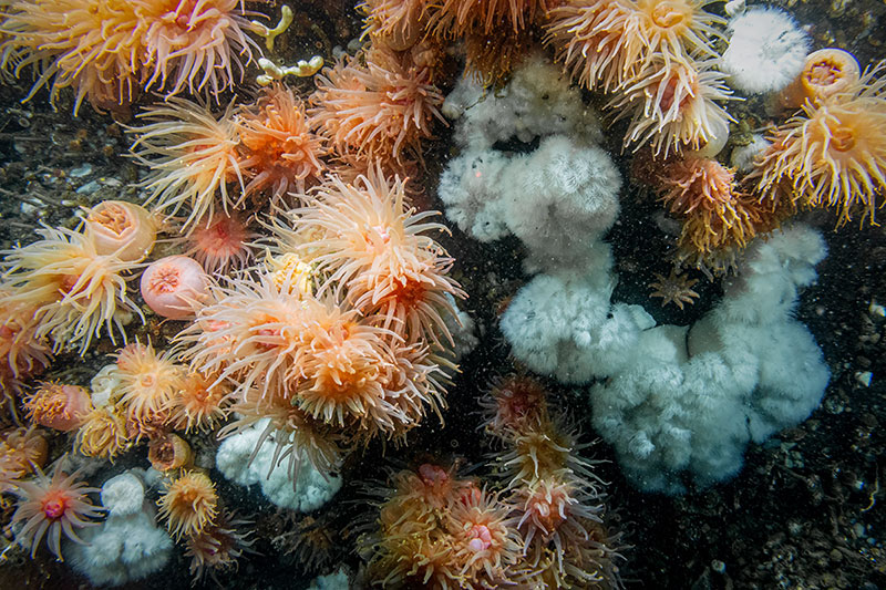 A beautiful bouquet of various species of anemones attached to the vertical rock face in Earnest Sound, seen during Dive 09 of the Seascape Alaska 5 expedition. Among the anemones are tube worms, sea stars, sponges, and brachiopods.