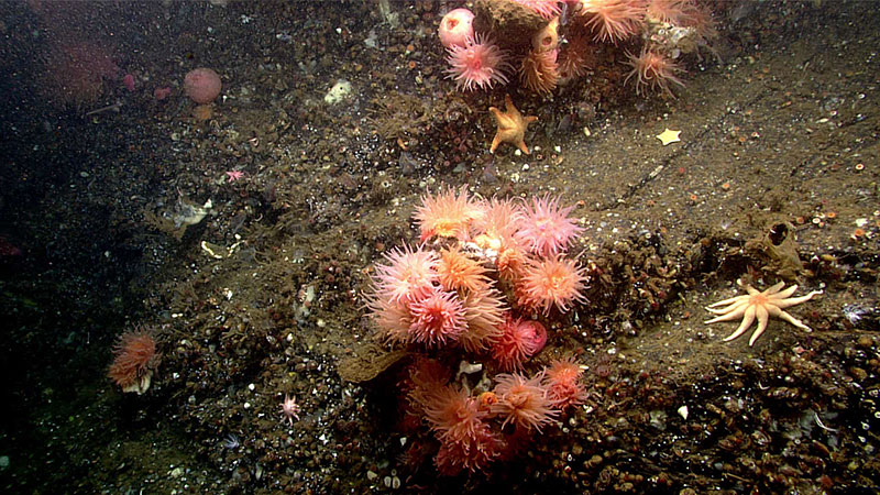 While this image is dominated by a collection of vibrant anemones, it highlights the high level of biodiversity seen in Earnest Sound during Dive 09 of the Seascape Alaska expedition. In this image large pink and orange anemones are visible, as well as several species of sea stars, brittle stars (largely Ophiopholis aculeata), brachiopods, sponges, cup corals (Caryophyllia sp.), snails, and tubeworms.