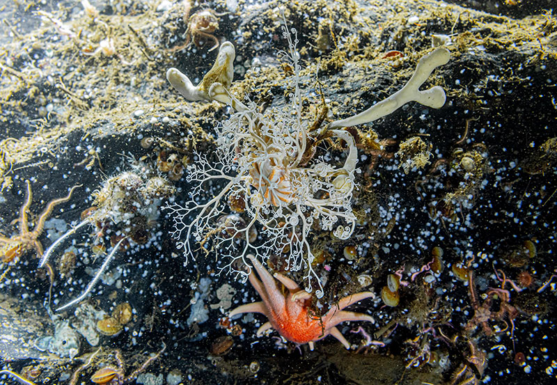 This basket star was seen attached to this basaltic rocky outcrop during Dive 09 of the Seascape Alaska 5 expedition in Earnest Sound. Basket stars such as this one extend their long, spindly arms into the water column to catch small food particles that drift by. In this shot you can also see a plethora of other species including brittle stars, a large orange sea star, various sponges, a small darkfin sculpin, and brachiopods.