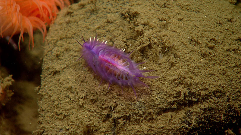 This vibrant purple scale worm was seen crawling over a highly sedimented outcrop in Earnest Sound during Dive 09 of the Seascape Alaska 5 expedition.
