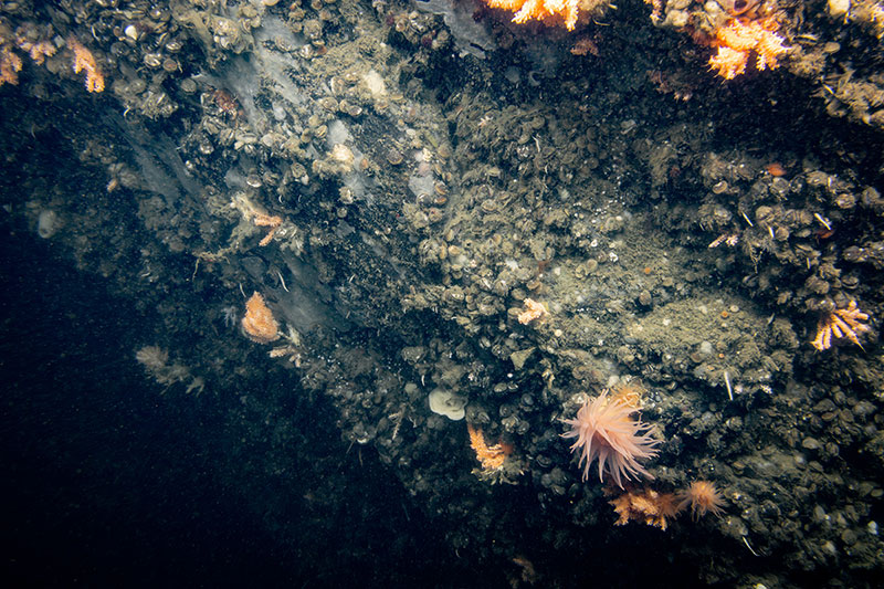 An impressive view of the rock face the remotely operated vehicles ascended during Dive 10 of the Seascape Alaska 5 expedition. This image highlights the view scientists saw for the majority of the dive in Behm Canal and the biodiversity observed. Animals including anemones, corals, brachiopods, and sponges can be seen here.
