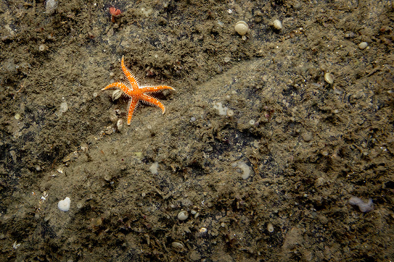 An unknown species of sea star in the genus Cheiraster sitting on top of a highly sedimented rock face. This sea star was successfully collected to be used to fill in important information in existing identification guides. This was seen during Dive 10 of the Seascape Alaska 5 expedition.