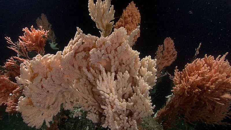 Large corals seen along a rocky ridge in Cordova Bay during Dive 11 the Seascape Alaska 5 expedition. 