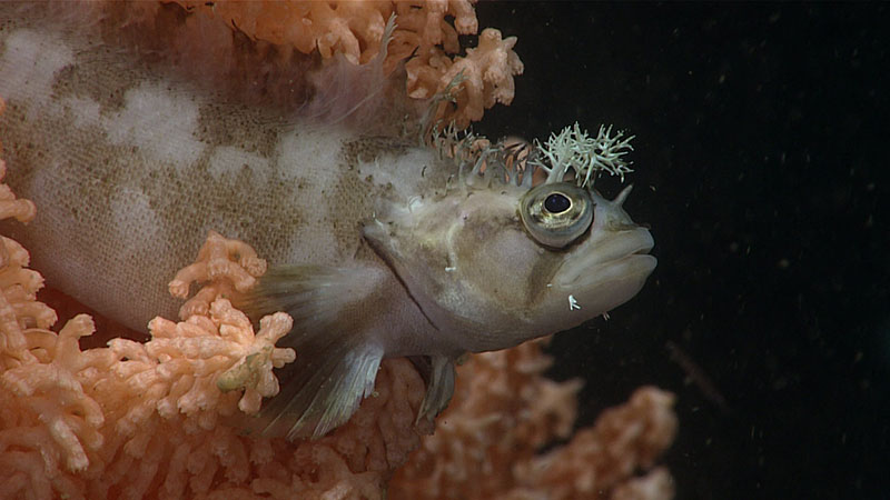 A decorated warbonnet fish sits perched in a coral. This was seen in Cordova Bay while observing large stands of pink Primnoa corals during Dive 11 of the Seascape Alaska 5 expedition. 