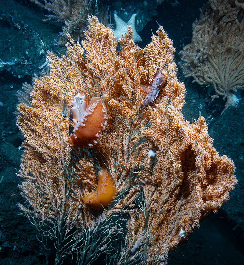 An impressive coral (Primnoa pacifica) provides shelter to large nudibranchs, small white snails, and a fish. This was just one of many very large Primnoa coral colonies seen along a rocky ridge in Cordova Bay. This was observed during Dive 11 of the Seascape Alaska 5 expedition.