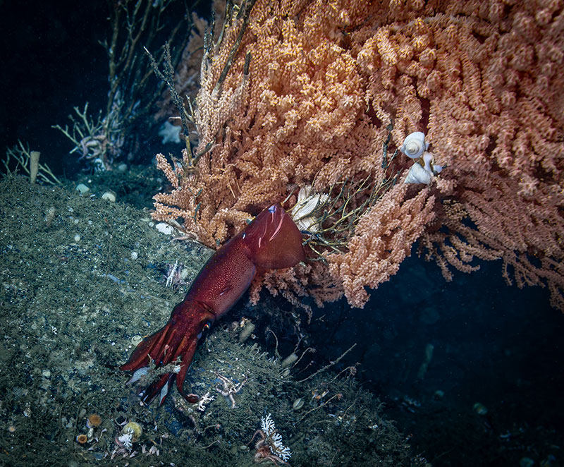 A large dark red squid seen resting in front of a large Primnoa coral in Cordova Bay, Alaska, during Dive 11 of the Seascape Alaska 5 expedition. Scientists were lucky to observe this squid as it sat stationary for a few moments in front of the coral before releasing a plume of ink and swimming away. 
