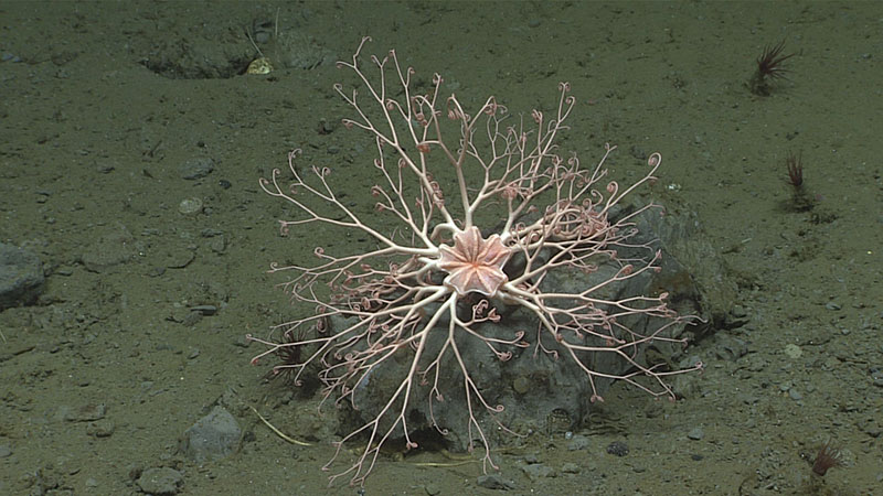 This basket star was seen perfectly perched on a rock on the soft sediment bottom of Noyes Canyon during Dive 12 of the Seascape Alaska 5 expedition. This basket star was seen showing off its impressive branching and curling arms that are used to capture drifting food particles from the water column. The winding arms bring the captured food down to the animal’s mouth, located in the star-shaped central disc.