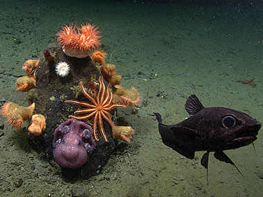 Oh my blob. During the #Okeanos #SeascapeAlaska 5 expedition, we