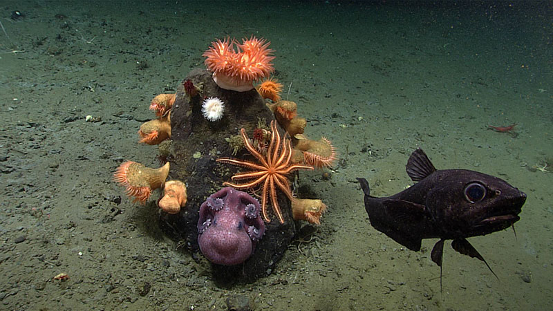 A basaltic rock protruding from the soft sediment bottom of Noyes Canyon provided the perfect substrate for a diverse collection of species to settle. Here you can see a collection of anemone species, including multiple venus flytrap anemones (Actinoscyphia aurelia), a bright orange brisingid sea star, a deep-sea octopus, and a grenadier fish that was curious about the camera. This image was captured during Dive 12 of the Seascape Alaska expedition.