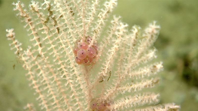 A collection of small eggs, potentially from a snailfish, are seen attached to a coral during Dive 12 of the Seascape Alaska 5 expedition. Small black eyes can be seen through the egg cases.