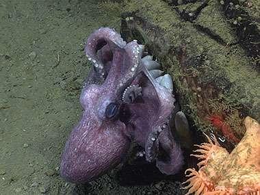 Octopus Brooding Eggs