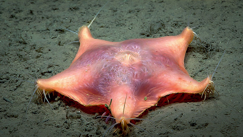 This pterasterid sea star was seen on the soft sediment seafloor during Dive 13 of the Seascape Alaska 5 expedition, which was focused on searching for the remains of the cruiseliner Prinsendam.