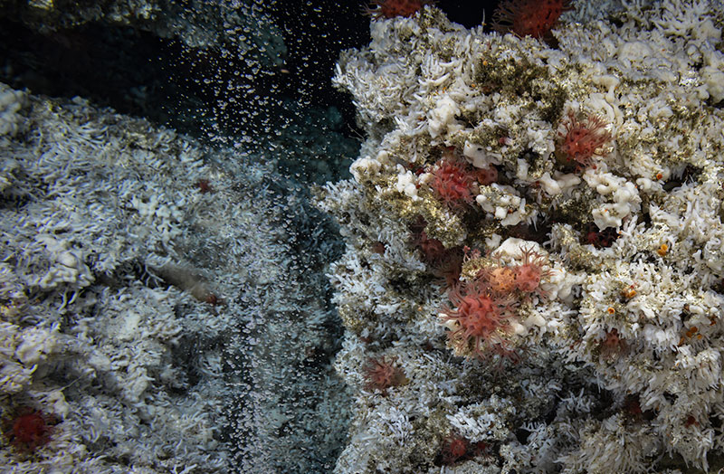 Methane bubbles escaping a cold seep in front of a diversity of sponges, corals, anemones, and more during Dive 14 of the Seascape Alaska 5 Expedition. This dive took place at the Chatham seep offshore southeastern Alaska.