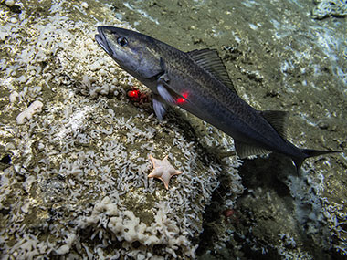 A sablefish, also called black cod, swims above a substrate heavily colonized by encrusting sponges during Dive 14 of the Seascape Alaska 5 expedition.
