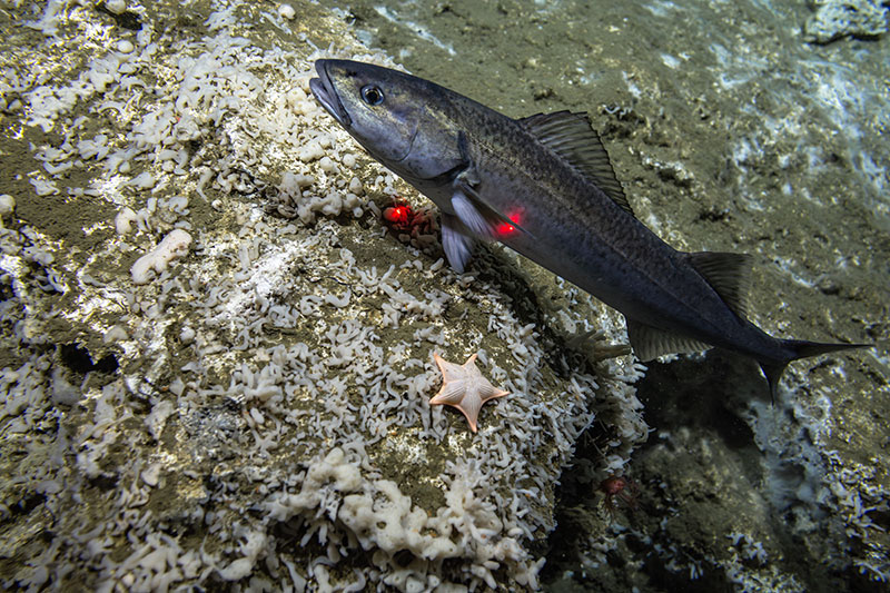 A sablefish, also called black cod, swims above a substrate heavily colonized by encrusting sponges during Dive 14 of the Seascape Alaska 5 Expedition.