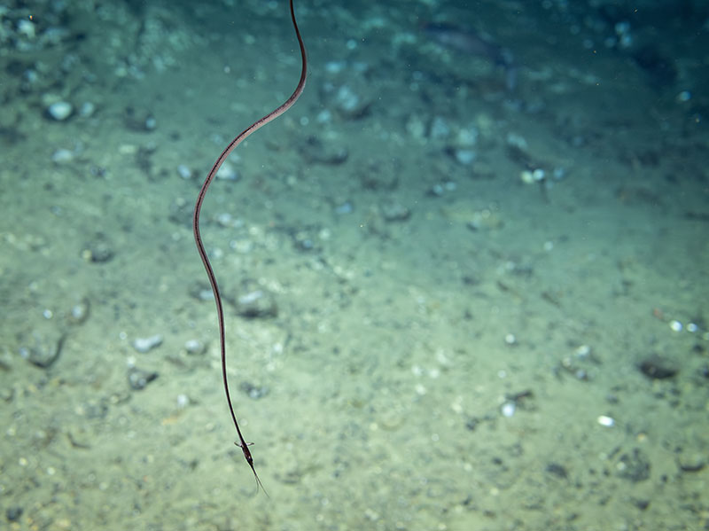 A snipe eel seen during Dive 14 of the Seascape Alaska 5 Expedition. The snipe eel showed off its long beak which is covered in small backward hooked teeth that can ensnare the antennae of passing shrimp.