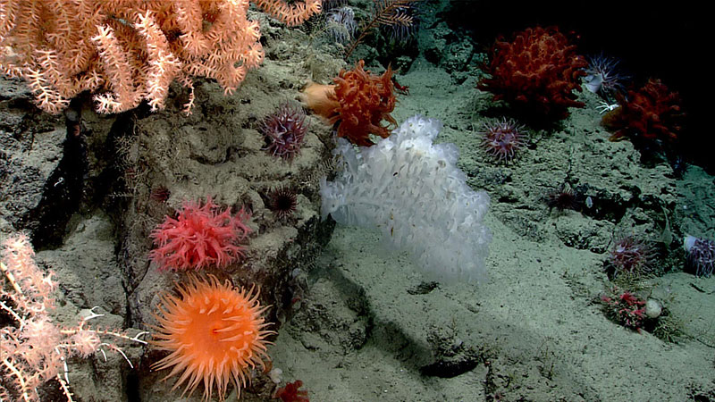 A beautiful garden of deep-sea life seen in Middleton Canyon during Dive 15 of the Seascape Alaska 5 expedition. Visible here are mushroom corals, pink branching corals, various purple and orange anemones, and a complex white sponge.