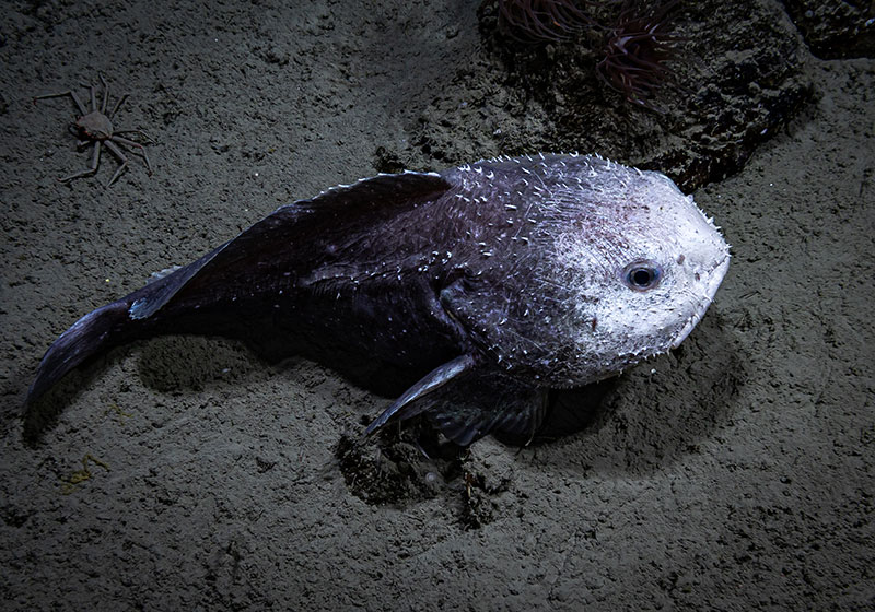 A black-and-white blob fish seen resting on the soft sediment in Middleton Canyon during Dive 15 of the Seascape Alaska 5 expedition.