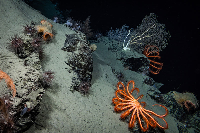 Large, bright orange brisingid sea stars are seen sitting on a heavily sedimented rocky outcrop with anemones and coral in the background. This was seen during Dive 15 of the Seascape Alaska 5 expedition, which took place in Middleton Canyon offshore of Prince William Sound.