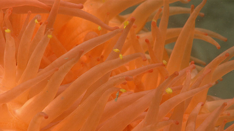 A close up of the outstretched tentacles of an orange anemone with small yellow amphipods swimming among them. This was seen on Dive 17 of the Seascape Alaska 5 expedition.
