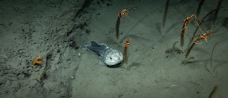 A blobfish seen resting on the soft sediment, surrounded by a handful of sea pens wrapped in snake stars. This was seen during Dive 18 of the Seascape Alaska 5 expedition.