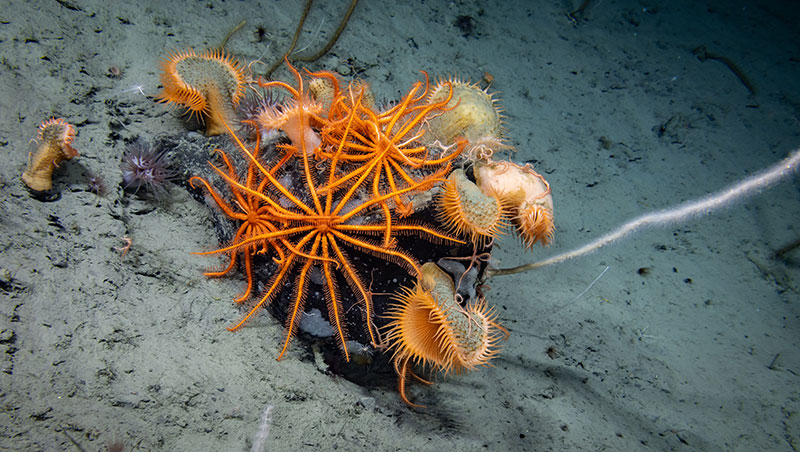 A rock covered in flytrap anemones, brisingid sea stars, and a ...