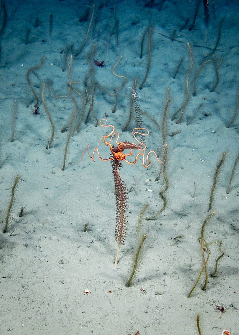 A snake star seen holding onto a sea pen anchored in soft sediment during Dive 18 of the Seascape Alaska 5 expedition.