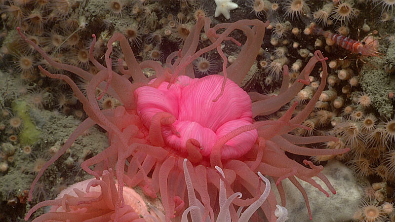 This hot pink anemone was seen during Dive 19 of the Seascape Alaska 5 expedition. The dive took place around Lone Island in Prince William Sound.