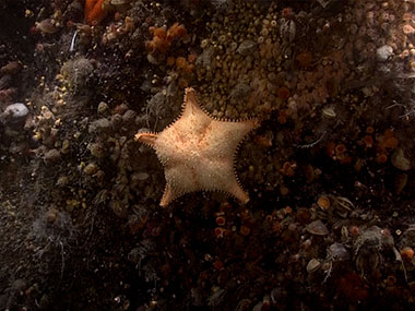 Oh my blob. During the #Okeanos #SeascapeAlaska 5 expedition, we