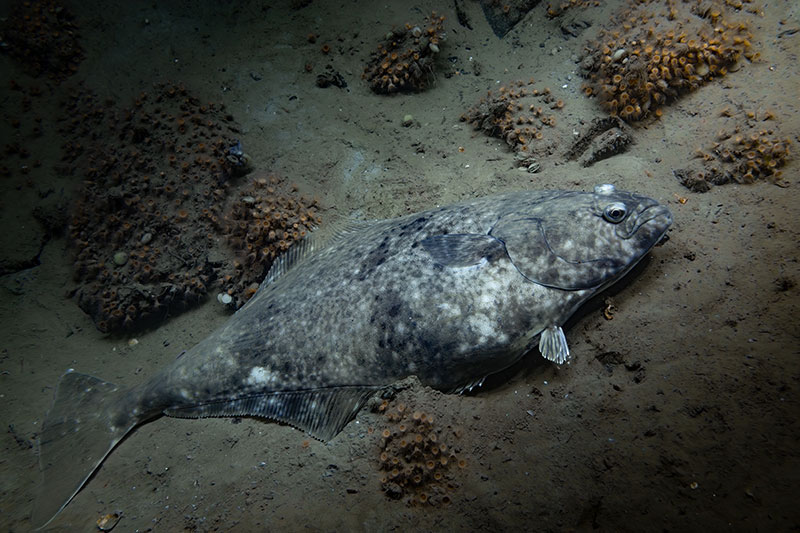A halibut seen during Dive 19 of the Seascape Alaska 5 expedition.