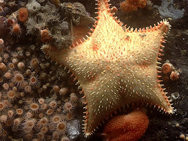 This spiny sea star was seen during Dive 19 of the Seascape Alaska 5 expedition. It was seen among a bed of small anemones and a bright orange nudibranch.