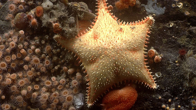 This spiny sea star was seen during Dive 19 of the Seascape Alaska 5 expedition. It was seen among a bed of small anemones and a bright orange nudibranch.