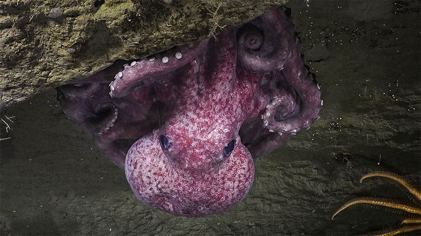 Octopus observed brooding over eggs.